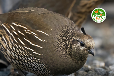 La mue de la caille : Plumage, Pontes, Nos solutions!