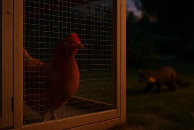 Martre et poules : protéger son poulailler d'une attaque