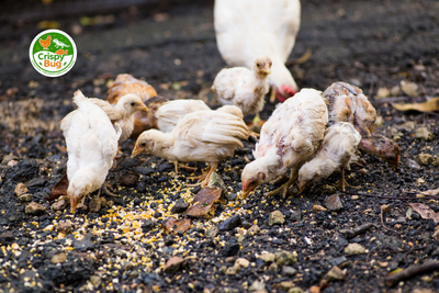 Mue des poules et ponte : ce qu’il faut savoir pour accompagner la basse-cour