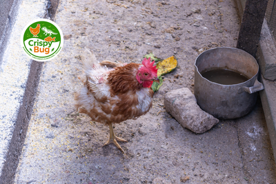 Comment soigner une poule qui perd ses plumes ? Astuces pratiques pour retrouver un plumage en pleine forme