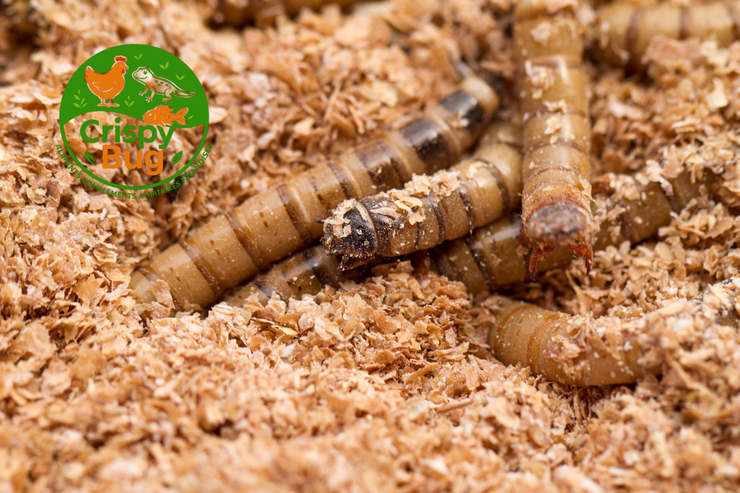 vers de farine en elevage avec le logo Crispybug