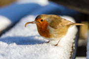 Oiseau hiver qui mange vers de farine