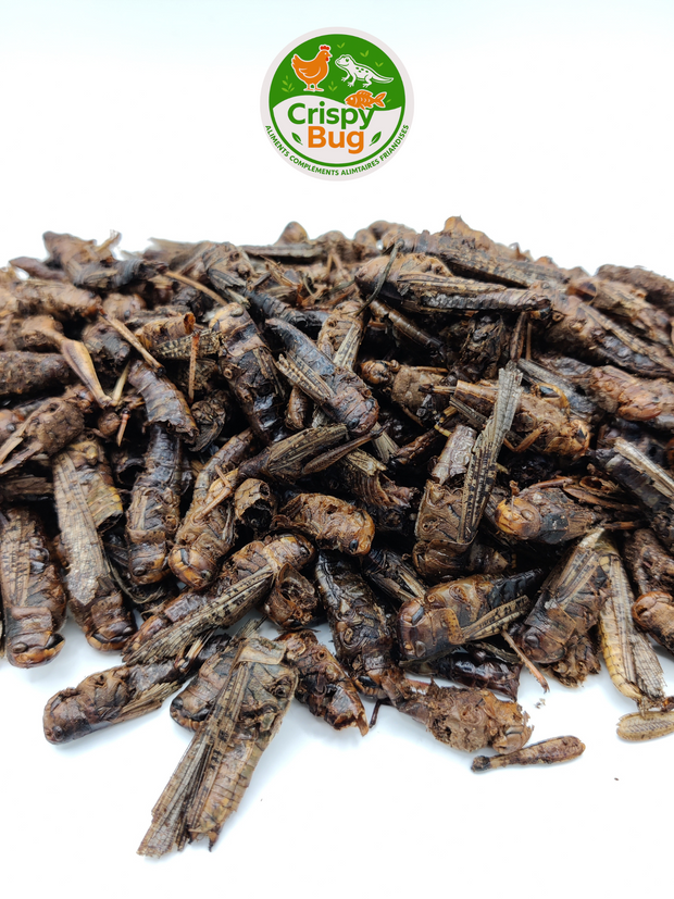 Sauterelles déshydratées 100 gr