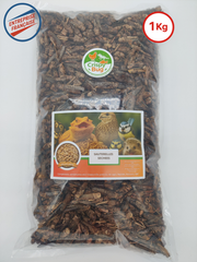 Sauterelles séchées