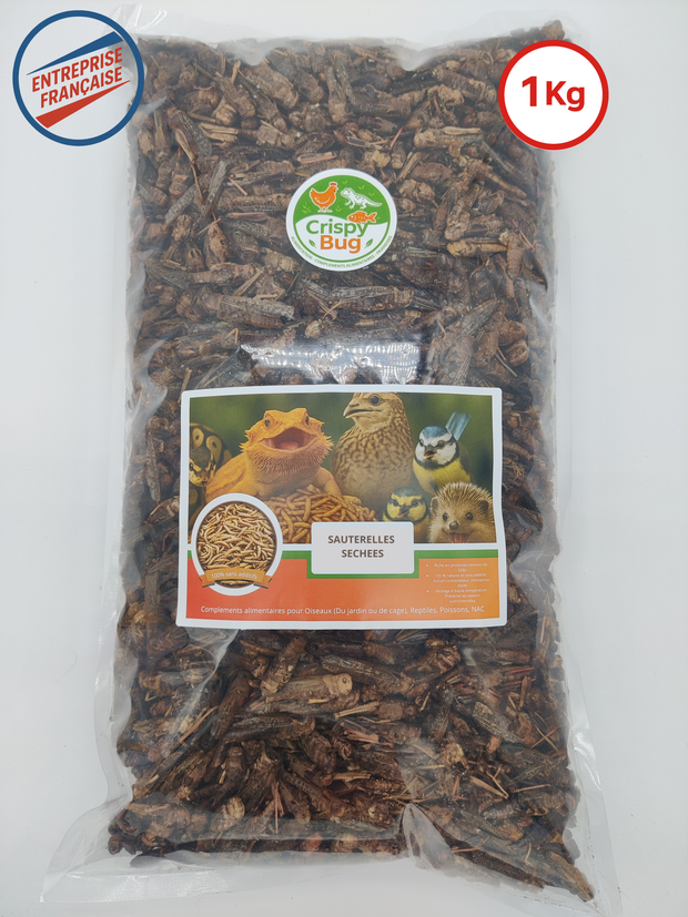 Sauterelles séchées
