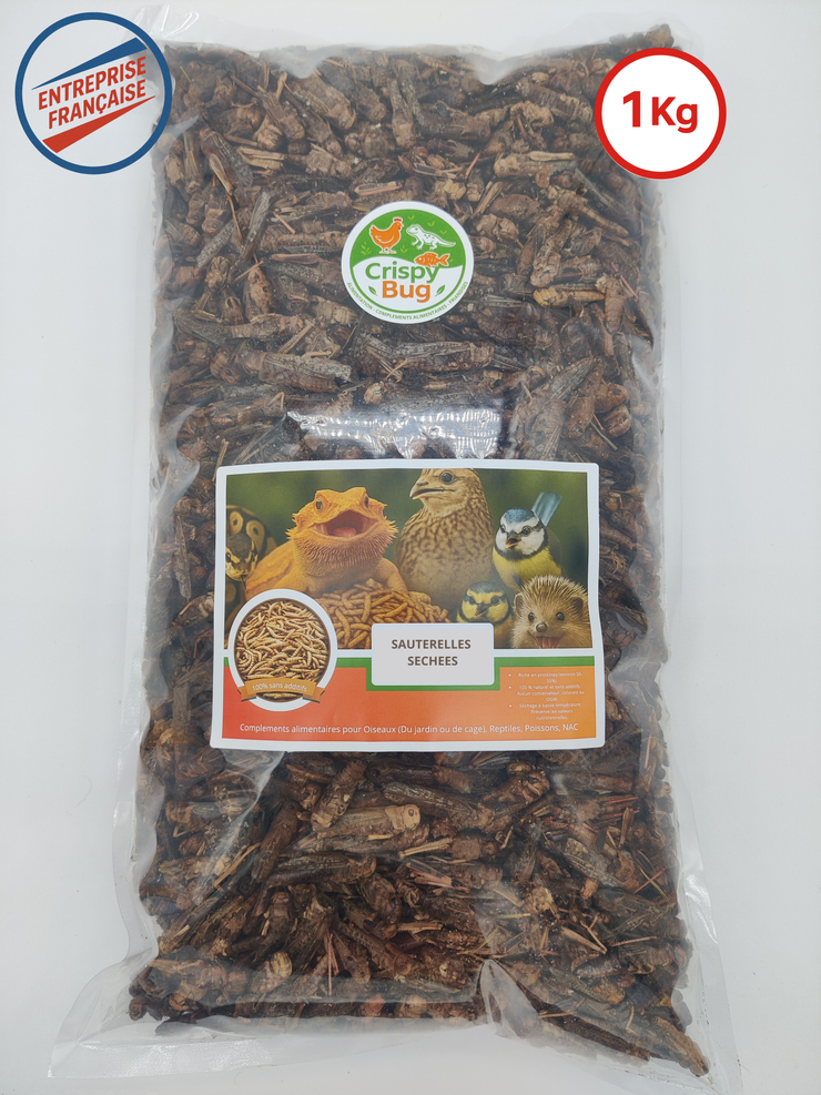 Sauterelles séchées
