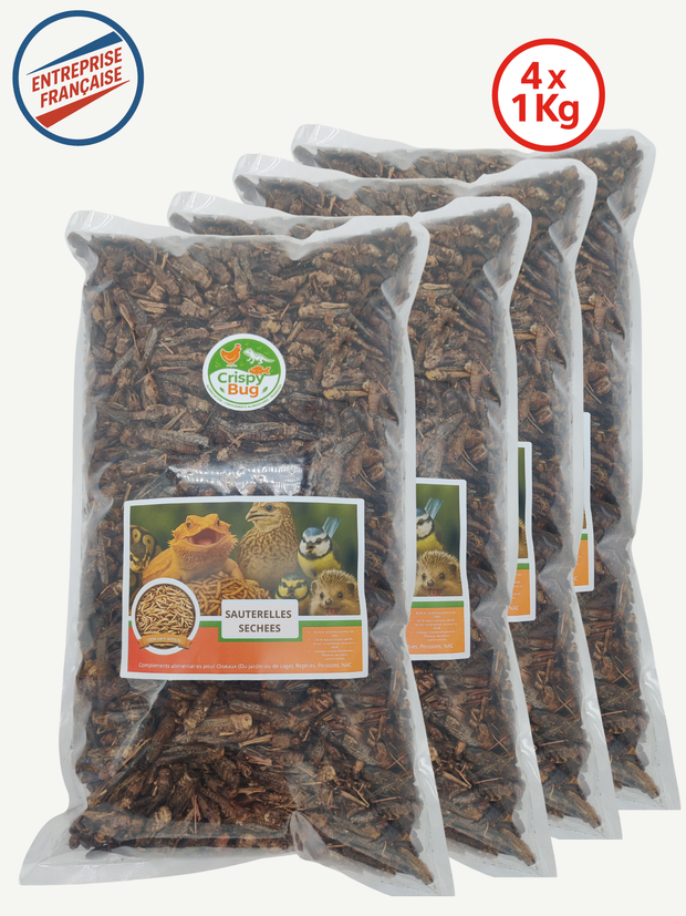 Sauterelles séchées