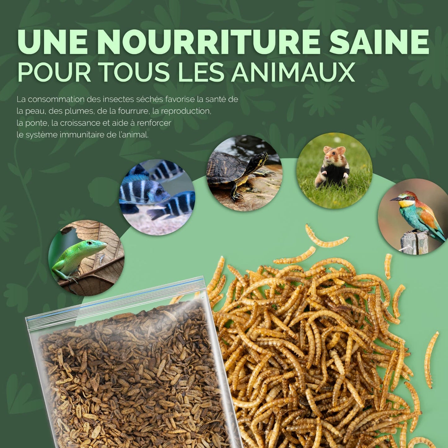 bienfaits vers de farine séchés + larves de mouches soldats noires