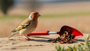 chardonneret élégant avec pelle et vers de farine séchés