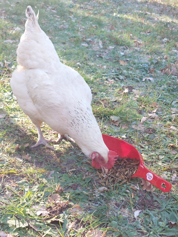 poule qui mange des larves de mouches soldats noires séchées dans une pelle doseuse