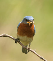 oiseau sur une branche qui mange un vers de farine au printemps
