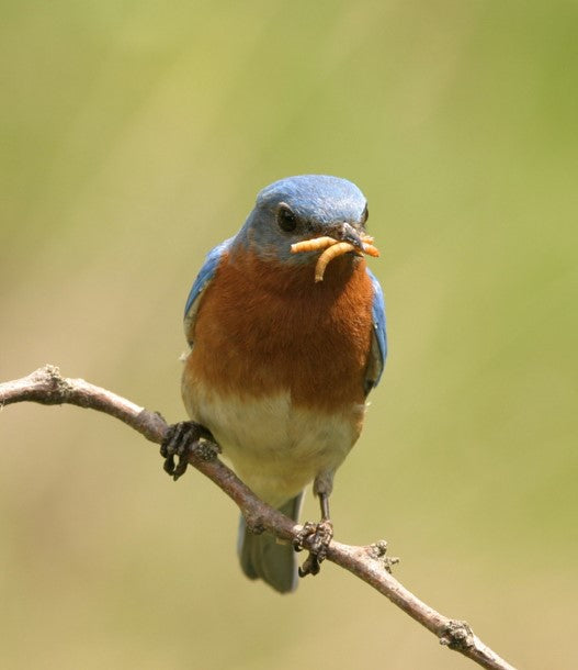 oiseau sur une branche qui mange un vers de farine au printemps