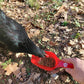 poule qui mange des vers de farine séchés dans une pelle doseuse