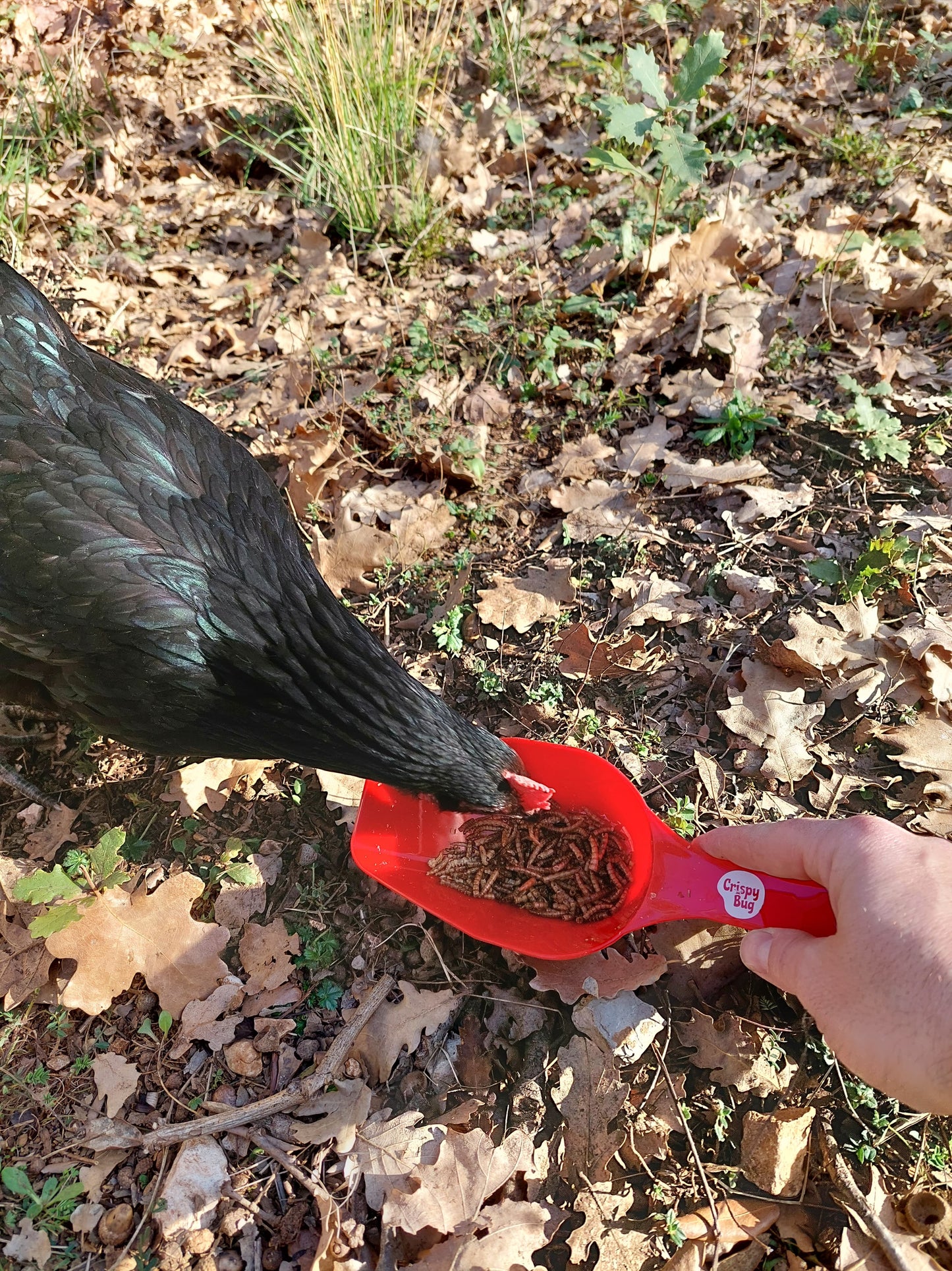 poule qui mange des vers de farine séchés dans une pelle doseuse